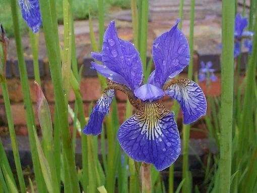 Iris sibirica - Image 2