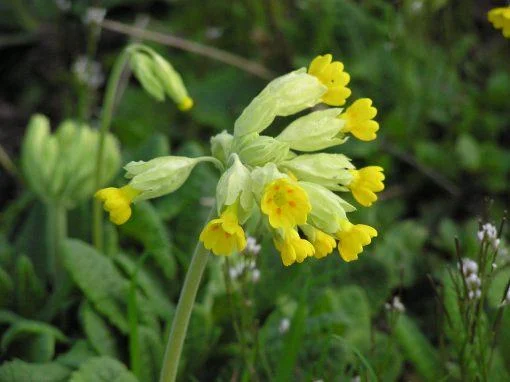 Cowslip - primula veris