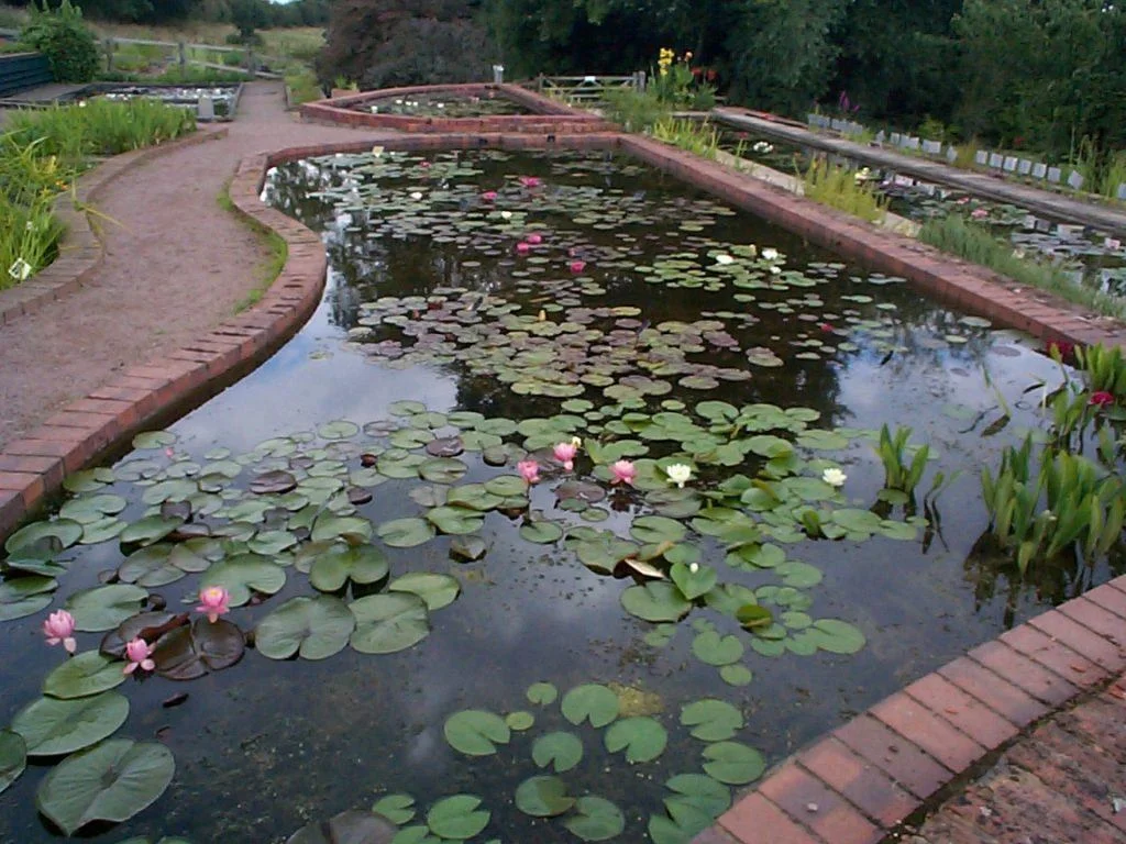 View of well stocked happy ponds with lilies and iris in flower