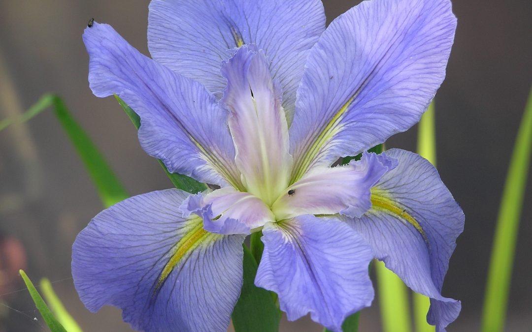 Everything you need to know about the Louisiana Iris