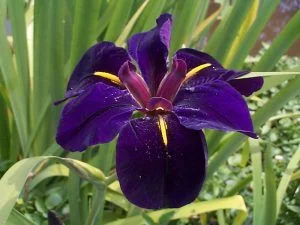 Louisiana Iris Black Gamecock - Hybridised Chowning 1980 - Merebrook Pondplants