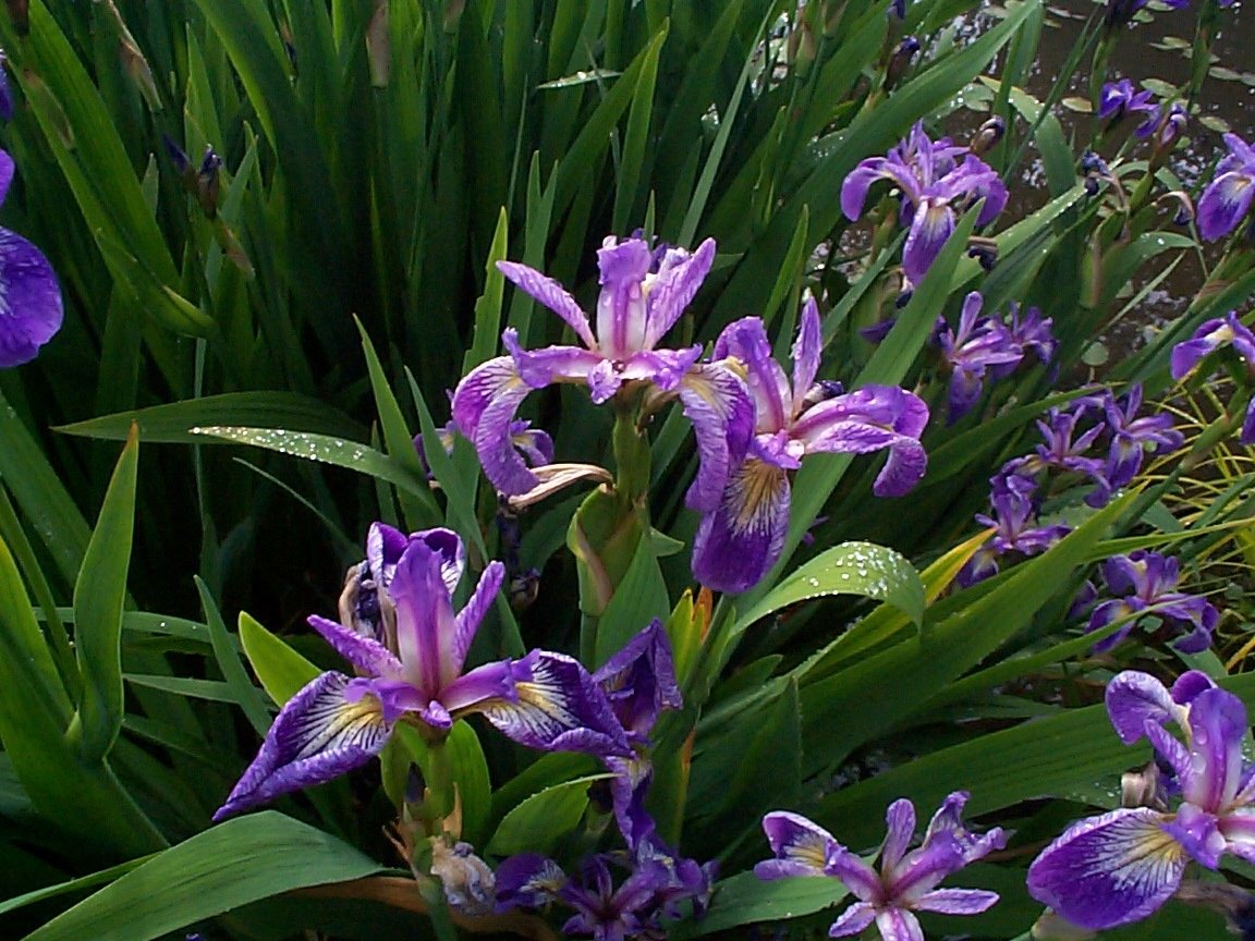 Iris versicolor hybrids - Merebrook Pond Plants