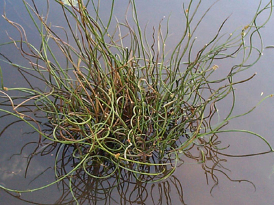 Juncus spiralis - Merebrook Pond Plants