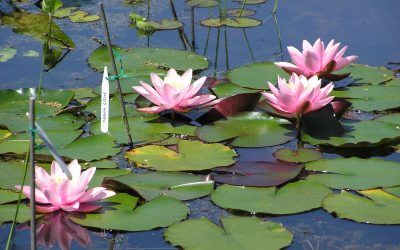 Top ten tips for helping your water lilies to thrive