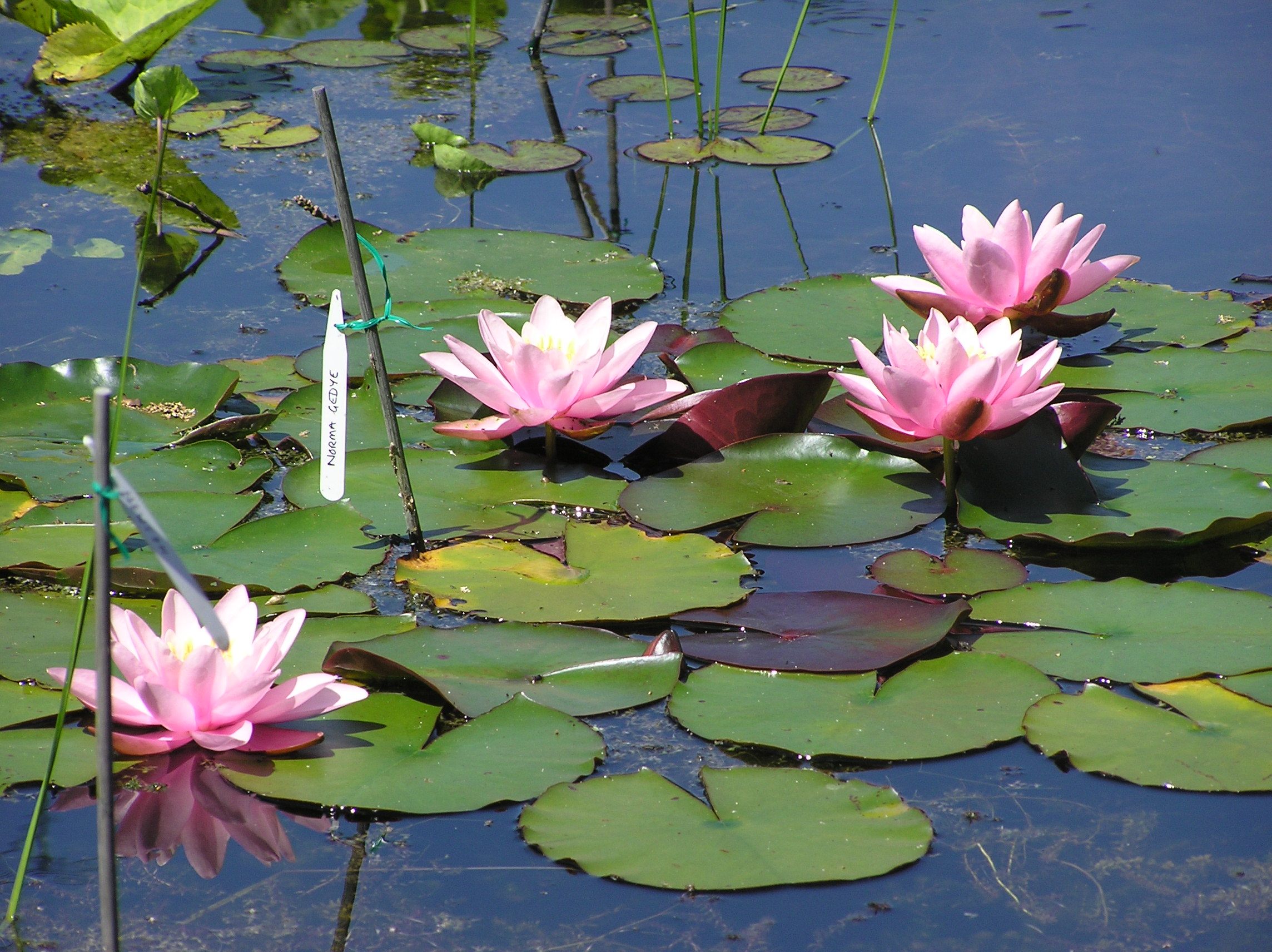 Norma Gedye Merebrook Pond Plants