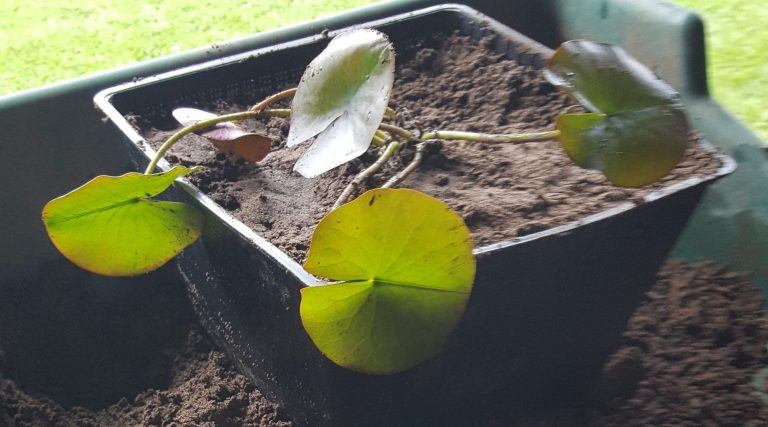 are-water-lilies-difficult-to-grow-merebrook-pond-plants