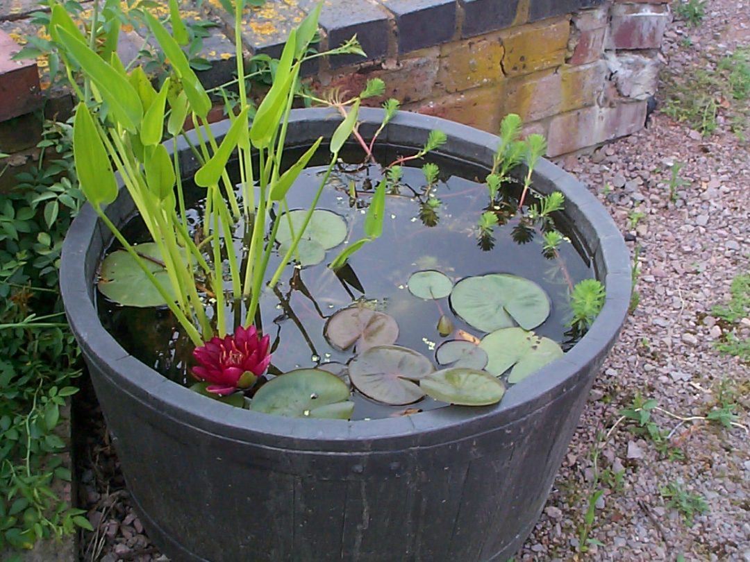 Mini pond starter pack - Merebrook Pond Plants