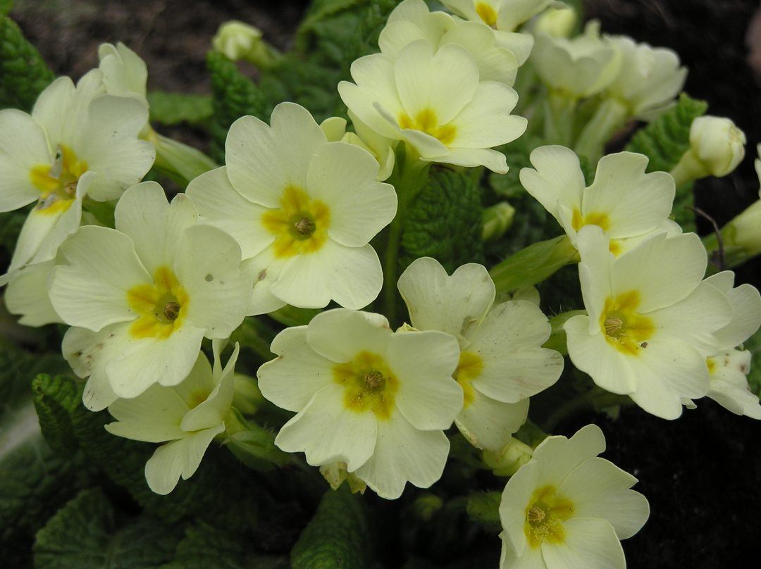 Primrose {primula vulgaris} - Merebrook Pond Plants