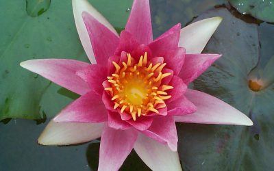 Water lilies stole our hearts