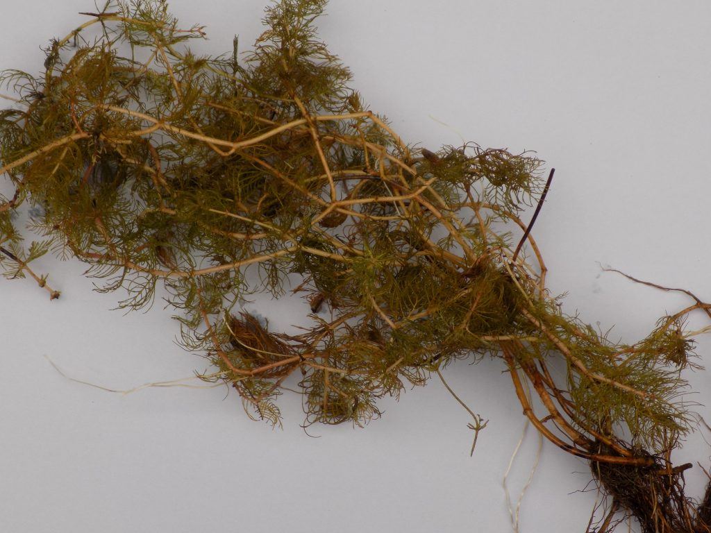 Myriophyllum Spicatum - Merebrook Pond Plants