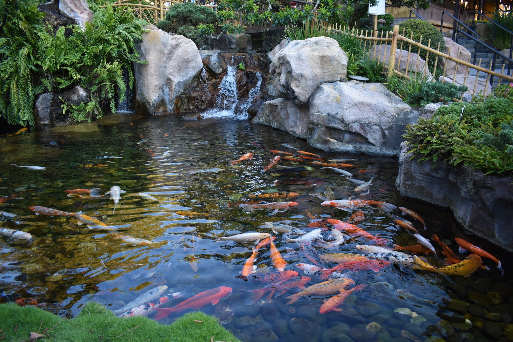What plants can I put in my Koi pond? - Merebrook Pond Plants