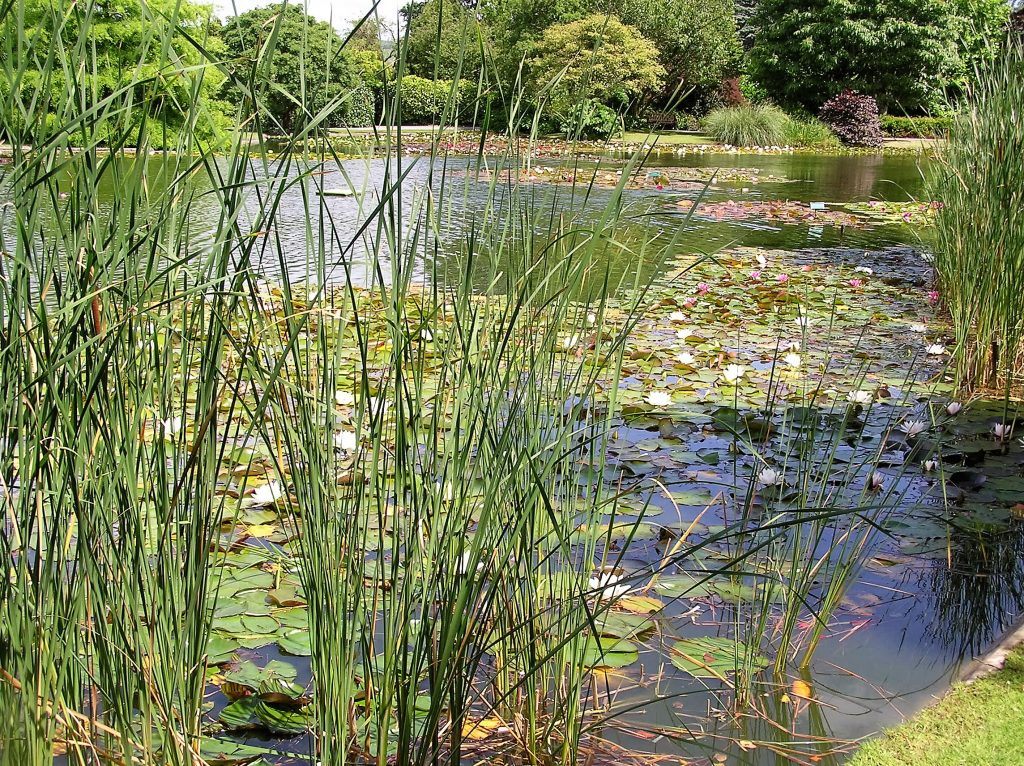 how-many-plants-do-i-need-for-planting-my-pond-merebrook-pond-plants