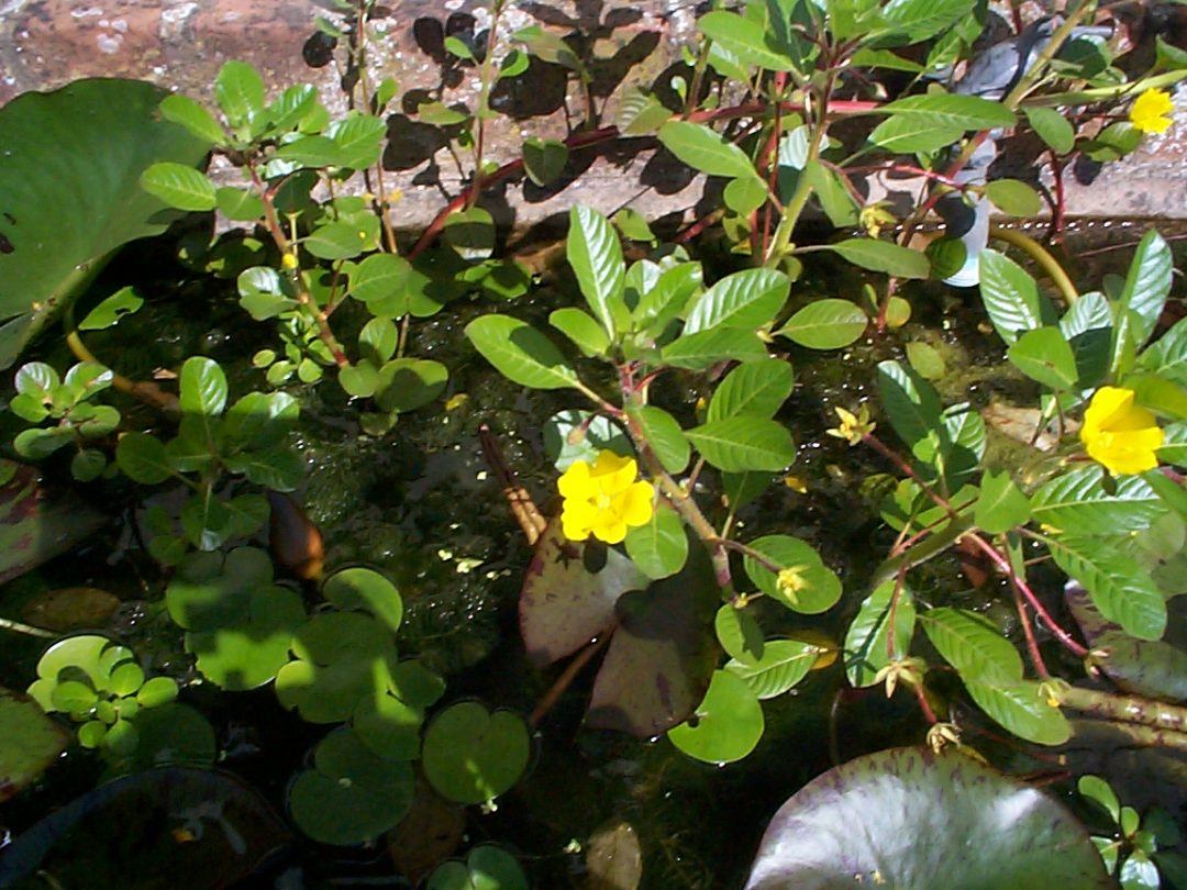 Ludwigia Grandiflorawaterprimroseinvasivenon Nativemerebrook