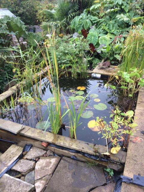 Planting Schemes - Merebrook Pond Plants